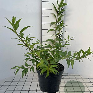 Forsythia Marée d'Or 30-40 cm 3,0L