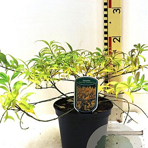 Forsythia Marée d'Or 30-40 cm 3,0L