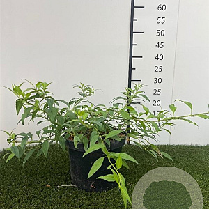 Forsythia Marée d'Or 30-40 cm 3,0L