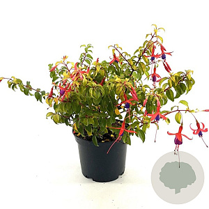 Fuchsia 'Genii' 25-30 cm 2,0L