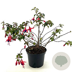 Fuchsia 'Mrs Popple' 25-30 cm 2,0L