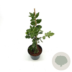 Garrya elliptica 'James Roof' 30-40 cm 2,0L