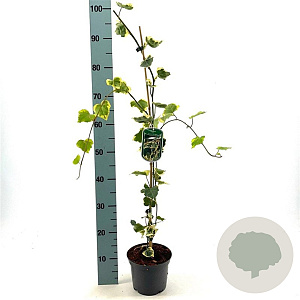 Hedera colchica 'Dentata Variegata' 60-80 cm 2,0L
