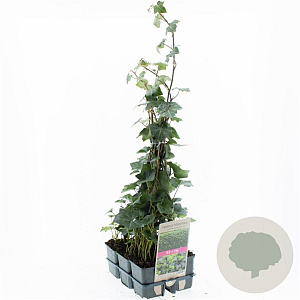 Hedera hibernica 40-50 cm sixpack gebonden