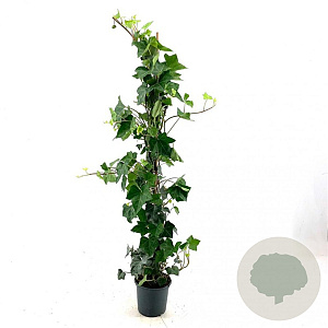 Hedera hibernica 80-100 cm P13 gebonden