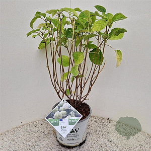 Hydrangea a. Strong Annabelle 50-55 cm 5,0L