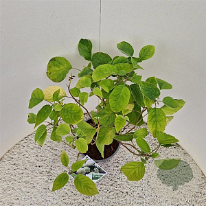 Hydrangea a. Strong Annabelle 50-55 cm 5,0L