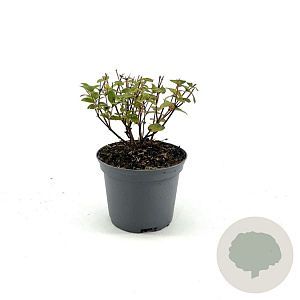 Hypericum Miracle Blossom 20-25 cm 2,0L