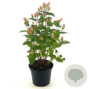 Hypericum Miracle Blossom 20-25 cm 2,0L