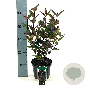 Hypericum Miracle Night 25-30 cm 2,0L