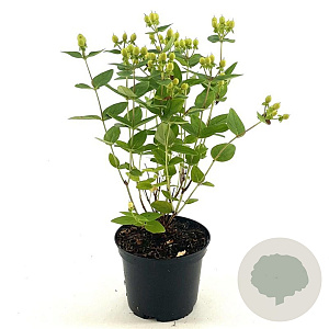 Hypericum Miracle Pistache 25-30 cm 2,0L