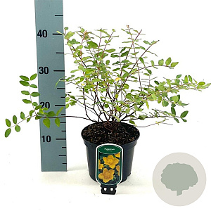Hypericum moserianum 25-30 cm 2,0L