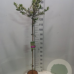 Ilex  Ingrammii 100 cm stam 5,0L