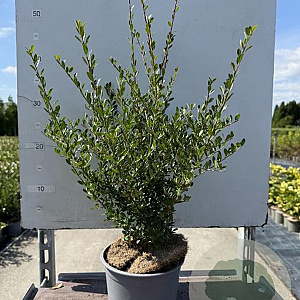 Ilex crenata 25-30 cm 2,0L
