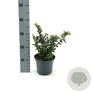 Ilex crenata 25-30 cm 2,0L