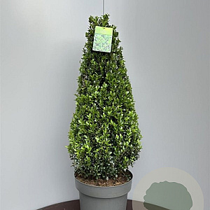 Ilex crenata 'Caroline Upright' 80-90 cm 15L kegel