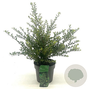 Ilex crenata 'Convexa' 25-30 cm 2,0L
