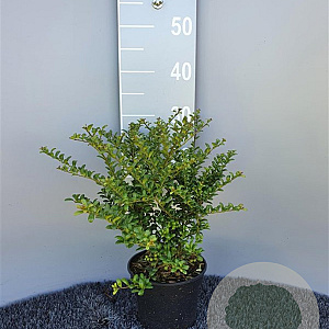 Ilex crenata 'Convexa' 25-30 cm 2,0L