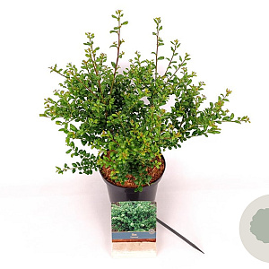 Ilex crenata 'Convexa' 40-60 cm 2,0L