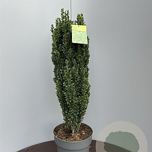 Ilex crenata 'Fastigiata' 70-80 cm 10L