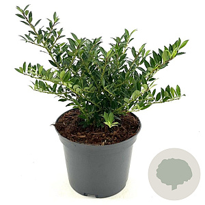 Ilex crenata 'Glory Gem' 15-20 cm 2,0L