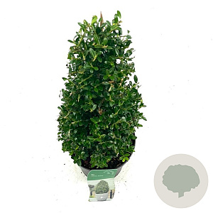 Ilex crenata 'Stokes' 40-45 cm 2,0L piramide