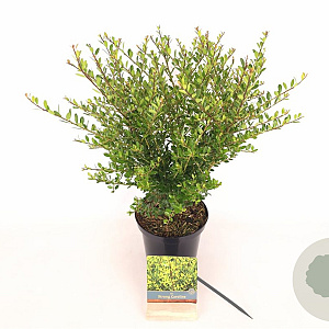 Ilex crenata Strong Caroline 40-60 cm 2,0L