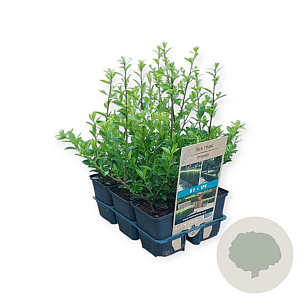 Ilex maximowicziana kanehirae 10-15 cm sixpack