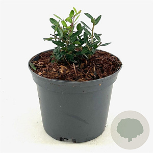 Ilex vomitoria 'Dwarf' GM 2,0L