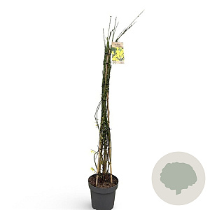Jasminum nudiflorum 150-175 cm 12L