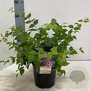 Kolkwitzia amabilis 'Pink Cloud' 40-50 cm 2,0L