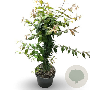 Kolkwitzia amabilis 'Pink Cloud' 40-60 cm 4,0L