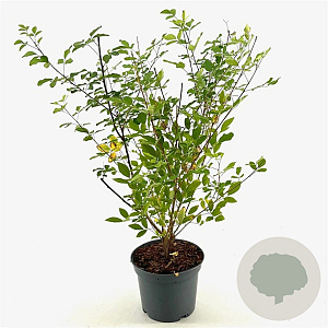 Lespedeza thunbergii 40-50 cm 3,0L