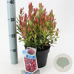 Leucothoe 'Little Flames' 20-25 cm 2,0L