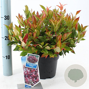 Leucothoe 'Zeblid' 25-30 cm 2,0L
