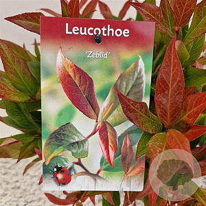Leucothoe 'Zeblid' 30-35 cm 2,5L