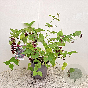 Leycesteria formosa 40-50 cm 3,0L