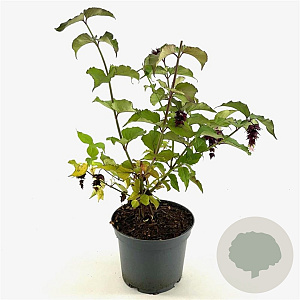 Leycesteria formosa Golden Lanterns 30-40 cm 3,0L