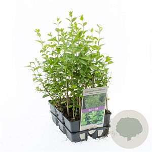 Ligustrum ovalifolium 20-30 cm sixpack