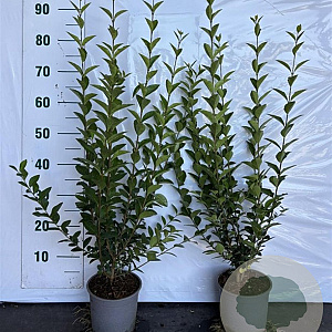 Ligustrum ovalifolium 80-100 cm 2,0L