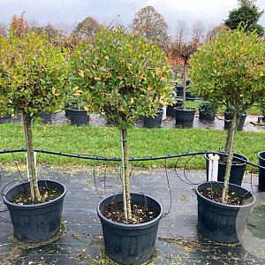 Ligustrum ovalifolium 80 cm stam cont. 70L