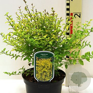Ligustrum sinense 'Eugene Clive' 30-40 cm 3,0L