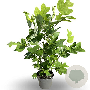 Liriodendron tulipifera 40-60 cm 4,0L