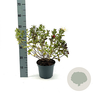 Lonicera 'Honey Baby' 30-40 cm 3,0L