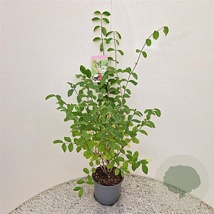 Lonicera xylosteum 60-70 cm 3,0L