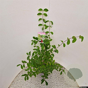 Lonicera xylosteum 60-70 cm 3,0L