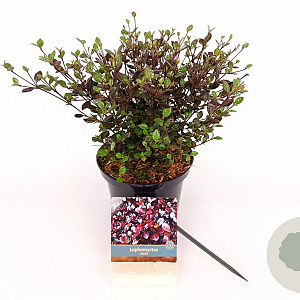 Lophomyrtus ralphii 25-30 cm 2,0L