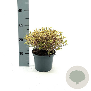 Lophomyrtus ralphii Golden Dragon 25-30 cm 2,0L