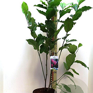 Magnolia 'Betty' 60-70 cm 5,0L