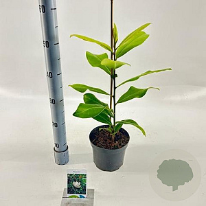 Magnolia grandiflora 50-60 cm 2,0L